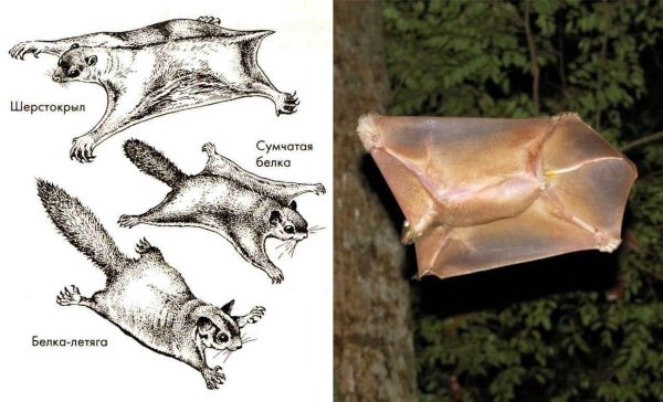 Скелет белки летяги