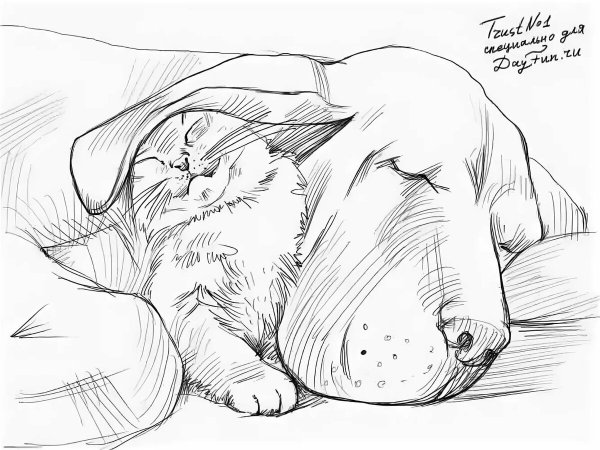 Зарисовки собак и кошек