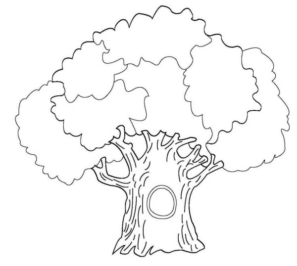 Дуб раскраска