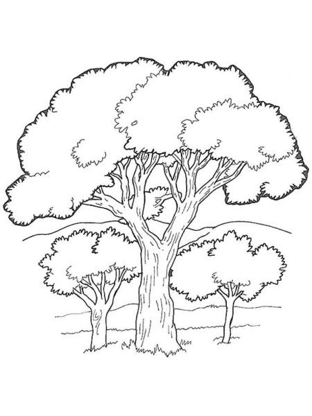 Дуб раскраска