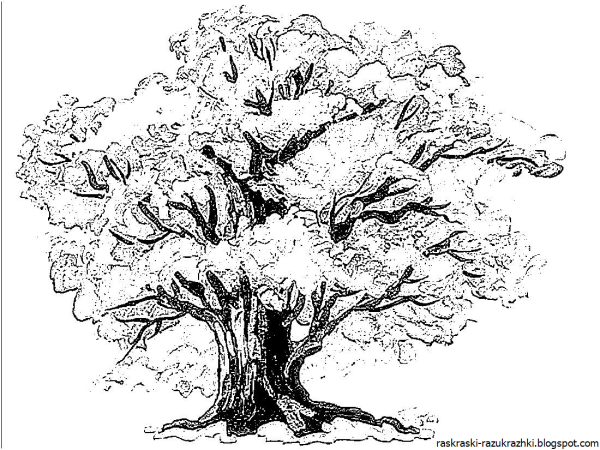 Дерево рисунок карандашом