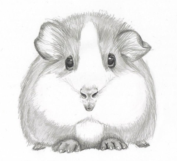 Джунгарский хомяк разукрашка