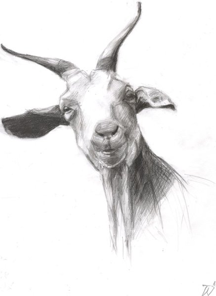 Коза для рисования