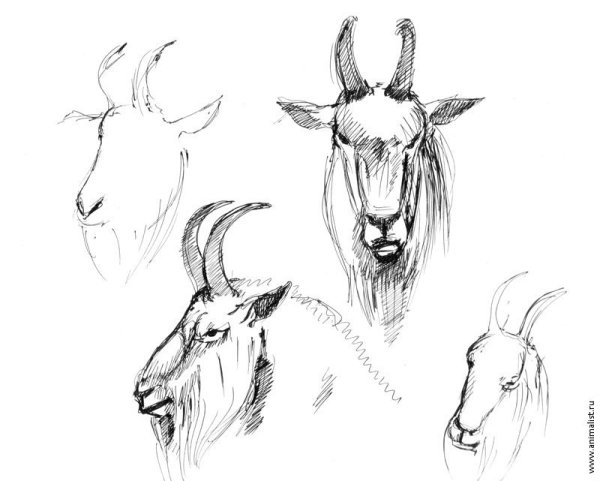 Наброски козы