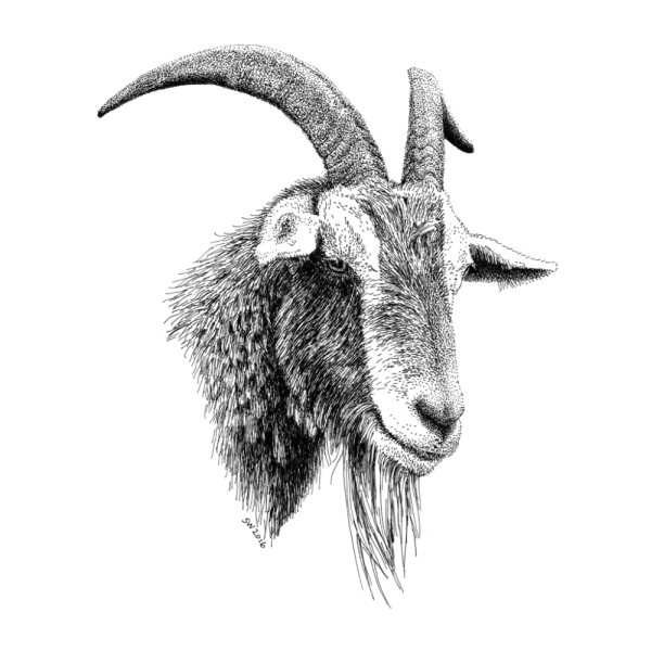 Пирография коза