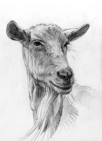 Наброски животных