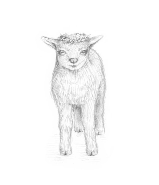 Зарисовки коз