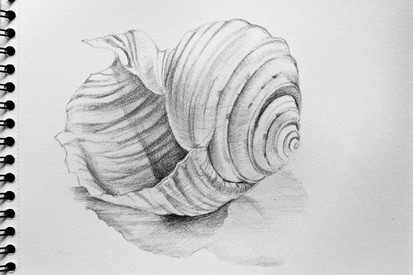 Ракушка карандашом
