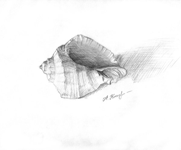 Ракушка набросок