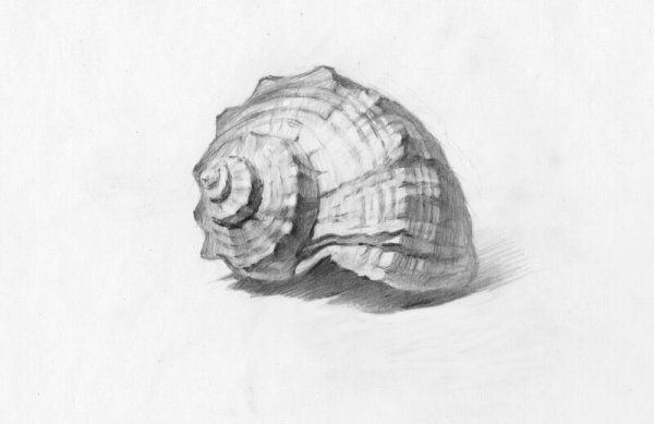 Ракушка простым карандашом