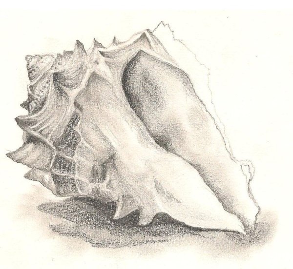 Раковины моллюсков карандашом