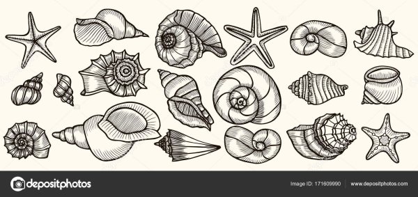 Ракушка простым карандашом