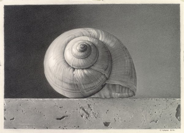 Раковины моллюсков карандашом