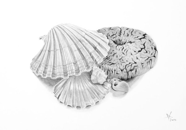 Ракушка эскиз