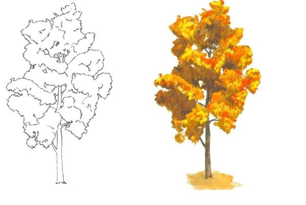 Дерево клен рисунок карандашом