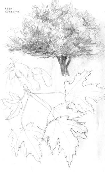 Клен рисунок