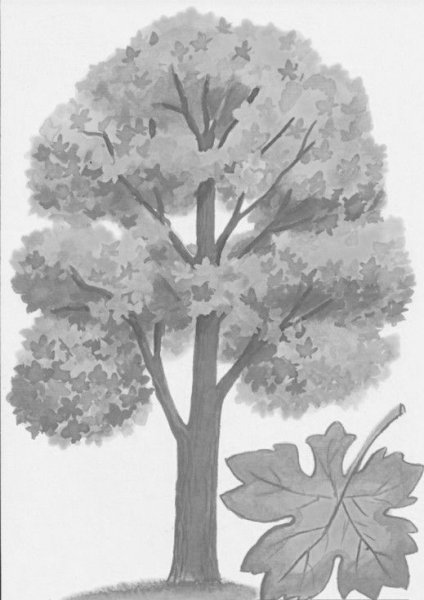 Дерево клен рисунок карандашом