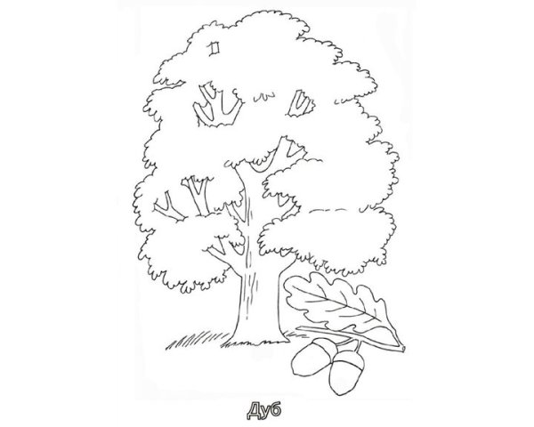 Раскраска дерево клен