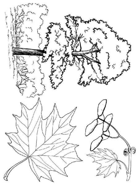 Клен рисунок