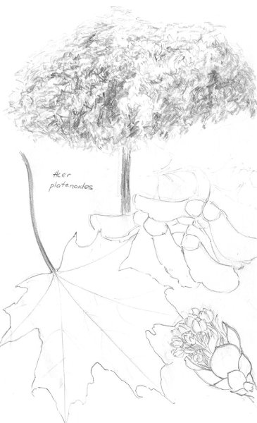 Зарисовка дерева клена