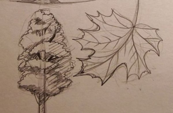 Раскраска дерево клен