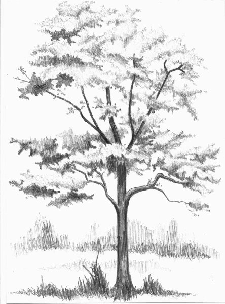 Клен остролистный рисунок