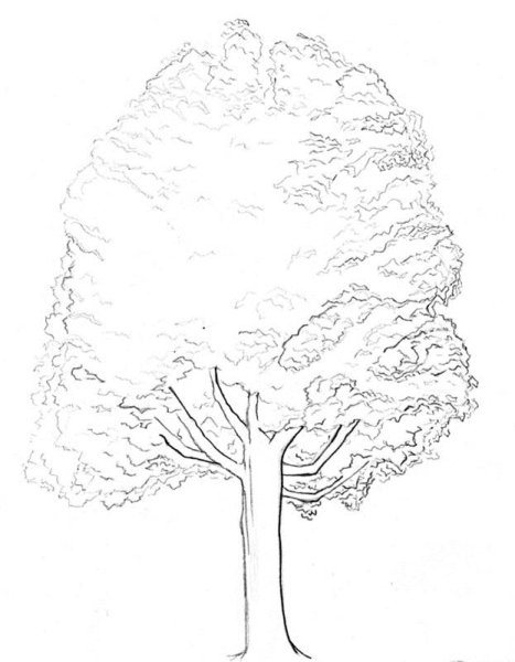 Клен остролистный ветка