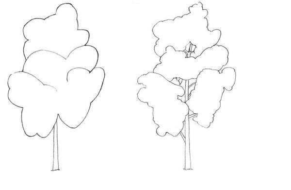 Зарисовки деревьев различных пород