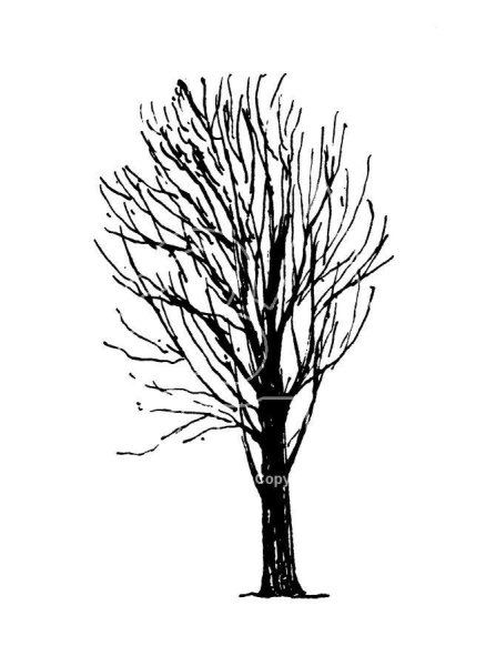 Дерево раскраска для детей