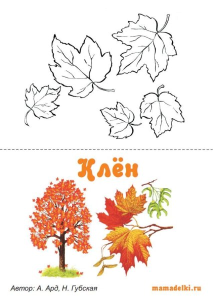 Лист остролистного клена нарисовать