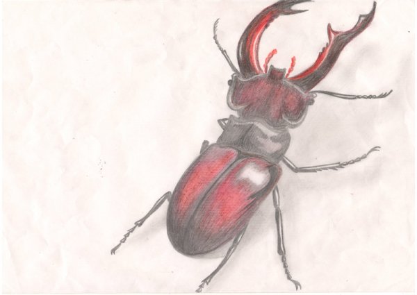 Жук Рогач нарисовать