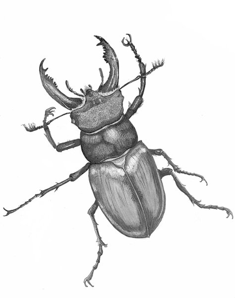 Жук носорог, олень ,короед