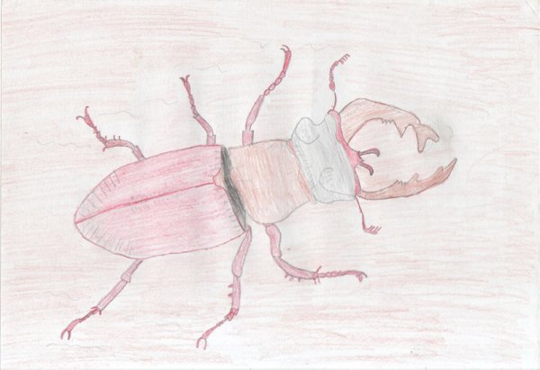 Жук олень для детей