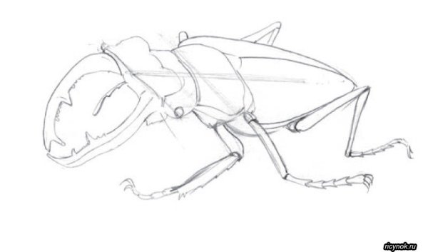 Насекомые цветными карандашами