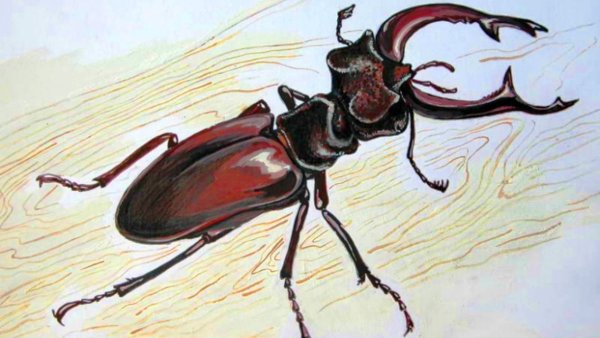 Насекомые цветными карандашами