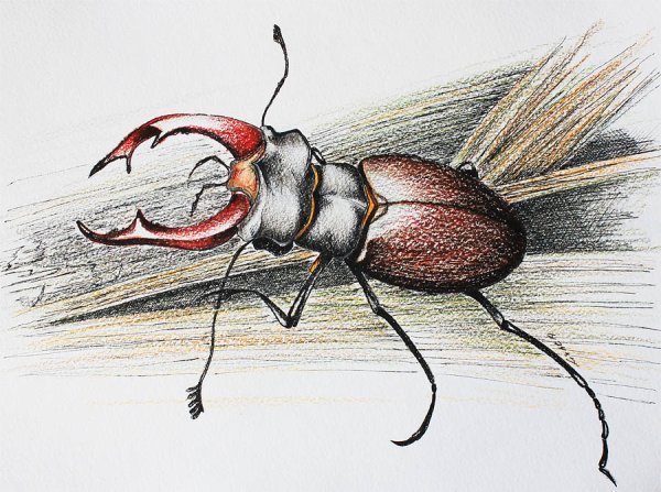 Жук олень раскраска
