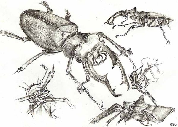 Жук Рогач раскраска