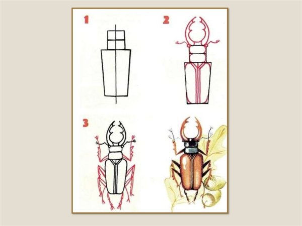 Жук олень раскраска для детей
