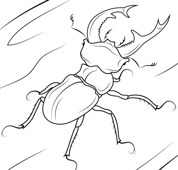 Жук олень карандашом