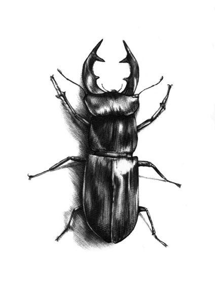 Жук Рогач набросок