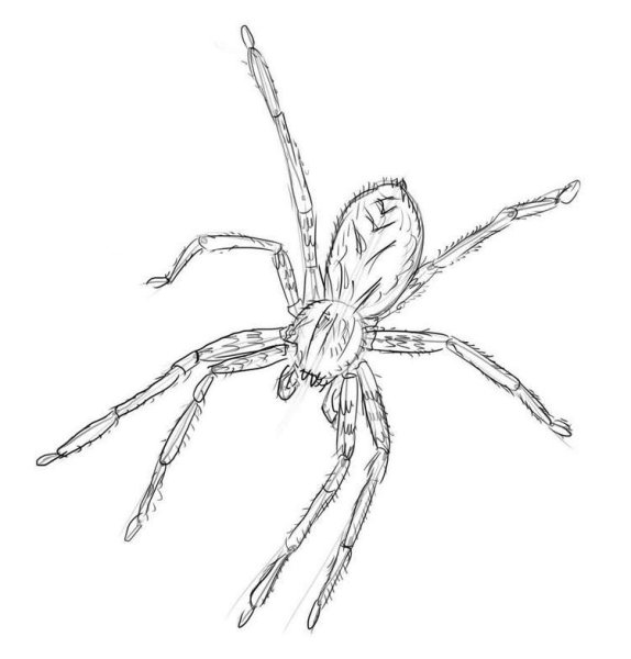 Паук для рисования