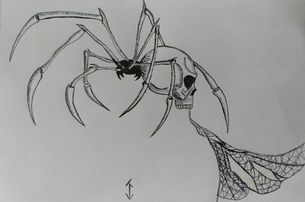 Паук на паутине эскиз