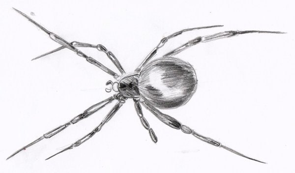 Паучок Графика