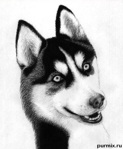 Хаски рисунок