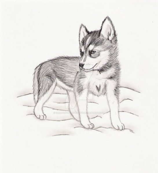 Животные для срисовки карандашом