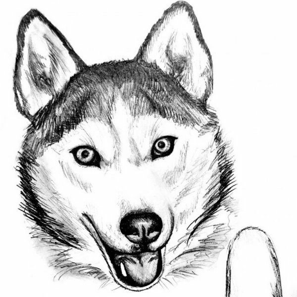 Хаски срисовать
