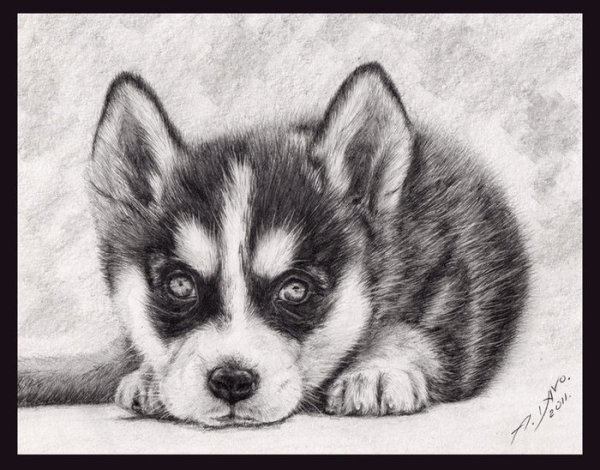 Нарисовать хаски карандашом