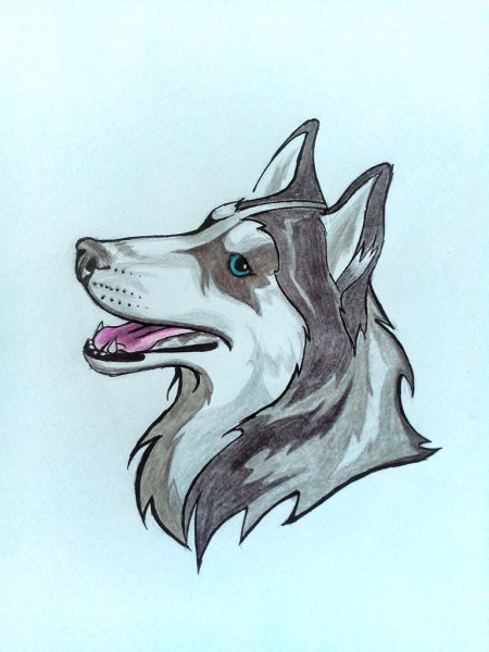 Хаски рисунок карандашом