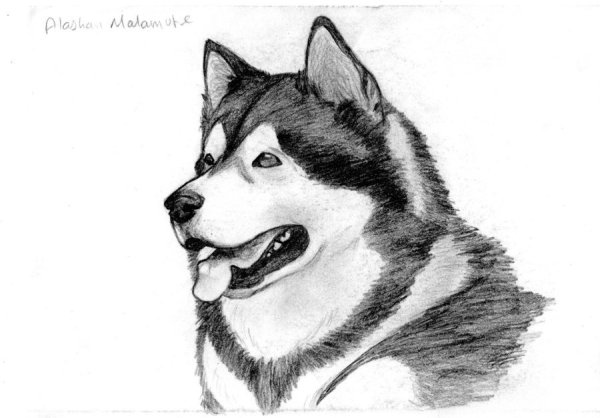 Животные рисунки