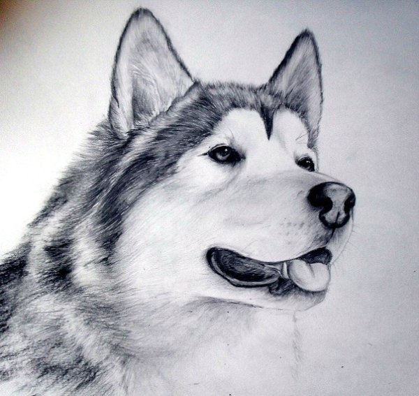 Хаски карандашом